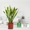 Envío directo para eliminar formaldehído, Plantas verdes para casa nueva, Eneldo verde en maceta, Sala de estar interior, Plantas verdes grandes, Inauguración de casa, Mudanza y Apertura