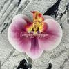 Flor artificial Phalaenopsis flor 3D de película cabeza de flor estilo ramillete regalo de mano LV Fu regalo DIY caja de regalo decoración de boda