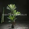 Planta en Maceta Árbol de Hierro Simulado Redes Sociales Planta Verde Falsa Decoración de Sala de Estar Adornos Cícada Pequeña Paisajismo Interior Modelado Bonsái Suelo