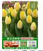 Venta al por mayor de 5 bulbos de tulipán en stock, florecen en todas las estaciones, fáciles de cuidar, adecuados para cultivo hidropónico, de pétalos dobles, para cultivo en tierra o maceta en el balcón