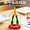 Simulador de respiración pulmonar DIY, circulación sanguínea, modelo de corazón humano casero, modelo biológico de unidad renal, material didáctico