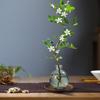 Planta Hidropónica Flor de Murraya Planta Verde en Maceta Interior Jazmín de Murraya Fácil de Cuidar Todas las Estaciones Escritorio Planta Verde de Bajo Mantenimiento