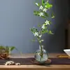 Planta Hidropónica Flor Jiulixiang Planta Verde Interior Qilixiang Maceta Jazmín Escritorio de Oficina Planta Perezosa Cultivada en Agua