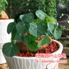 Planta de Vaso com Trepadeira Vermelha e Folhas Redondas, Planta Trepadeira de Interior de Fácil Cuidado para Varanda ou Sala de Estar