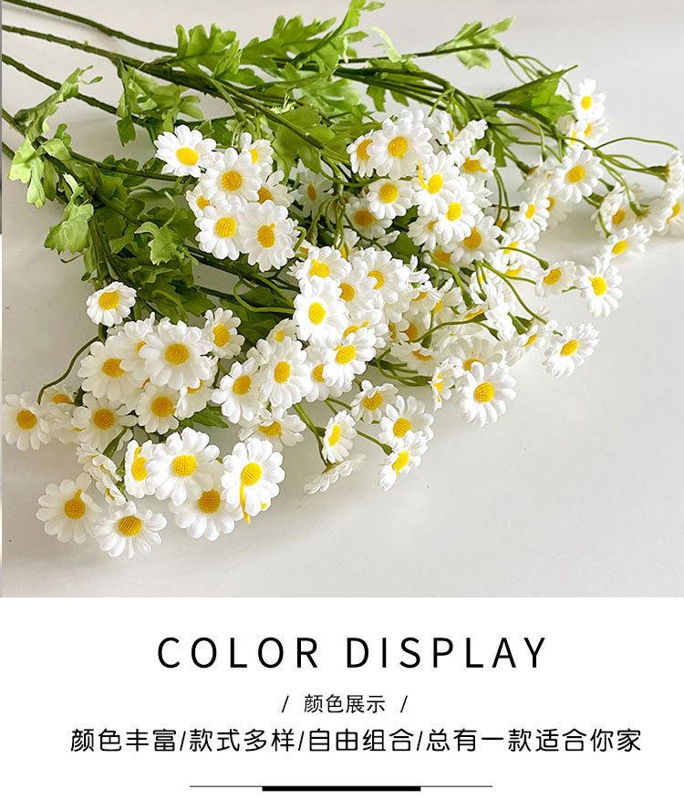 小邹菊_05.jpg