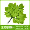 Folhas de Figueira da Índia Simuladas, Galhos de Mangueira, Folhas de Ginkgo, Galhos de Plantas Artificiais, Folhas de Bordo Vermelho, Folhas Verdes Artificiais, Flores Artificiais