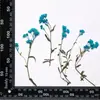 Coleção de Galhos de Flor de Crisântemo, Pacote de Material para Embossing de Flores Secas, Material para DIY Feito à Mão, Espécime de Planta, Marcador de Página Embossado com Cola