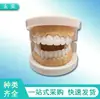 Modelo de Demostración de Caries Dental Simulada, Representa Claramente la Estructura de la Caries, Herramienta Esencial para la Enseñanza Bucal