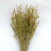 Ins Decoración al por Mayor Algodón Nomeolvides Natural Espigas de Trigo Ramo de Flores Secas Muebles para el Hogar Accesorios de Fotografía Frescos Pequeños