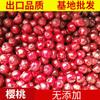 Cereza ácida polaca refrigerada alimento de frutas y verduras nucleante congelado ultracongelado Cereza Cereza congelada fábrica en stock suministro al por mayor