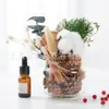 Kit de Materiales DIY de Aromaterapia sin Llama de Canela Flores Secas Hechas a Mano Adornos de Decoración de Interiores Regalo Secado al Aire Al Por Mayor