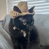 Amazon Comércio Exterior Transfronteiriço Novo Gato e Cachorro de Crochê Puro Feito à Mão Chapéu de Cowboy Personalizado Divertido e Fashion para Animais de Estimação