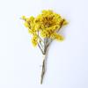 Ramo Mini de Flores Secas Transfronterizo DIY Mezcla y Combina Ramo para la Punta del Dedo Cubo de Regalo Kit de Materiales Decoración de Tarjeta de Felicitación