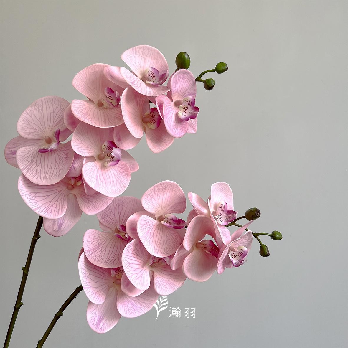 7头手感蝴蝶兰：玫紫，长88cm，花体30cm (5)