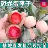 Plantas de Sapling de Ameixa Ovo de Dinossauro para Venda Dropshipping para Jardins do Norte e do Sul, Plantio em Vaso ou no Solo, Árvores Frutíferas Extra-Grandes Enxertadas com Doce Crocante Coração Vermelho