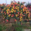 Plántulas de Rosas en Forma de Árbol, Rosales de Tallo Alto, Plantas de Rosas Altas, Plantas en Maceta de Floración de Cuatro Estaciones, Flores y Plantas Verdes de Interior de Fácil Cuidado