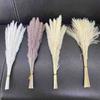 Flor seca pequeño Junco color natural accesorios para fotografía de polvo Junco de la red de Amazon transfronterizo Junco Dappa Junco espiga grande fábrica