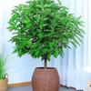 Árvore da Paz em Vaso para Interior Sala de Estar Árvore da Felicidade em Vaso Planta Grande Planta Perene Verde Frete Grátis Liquidação de Tronco Velho
