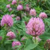 Red Sorrel Seed Bulbs Purple Sorrel Red Flower Lawn Seeds White Clover Four Seasons Seeds Seeds Potted Plants