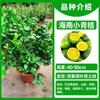 Dropshipping: pequeño árbol de lima, pequeño árbol de kumquat, pequeño árbol de limón naranja verde de Hainan, árbol frutal en maceta para balcón, plántulas frutales