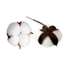 Flores Secas Naturales Personalizadas Manualidades DIY Decoración del Hogar Regalos Arreglo Floral Cabezas de Algodón Flores de Algodón Blancas de Cabeza Única