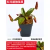 Planta Jarro Vaso Armadilha para Moscas Planta Carnívora Repelente de Mosquitos Planta Jarro Grande Planta Verde de Todas as Estações Planta Interessante em Vaso