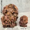 Estátua de madeira de jujuba atingida por raio natural taoísta Wang Lingguan 20cm Estátua de Wang Lingguan com olhos triangulares estátua de 10cm