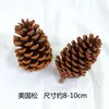 Pacote de Material de Flores Secas Espécime Jardim de Infância Casca de Fruta Caseira Flor Seca Bolota Porta-Retrato Espécime Pinha Porta-Retrato DIY Feito à Mão
