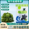 Alga Seca Wakame Sem Lavagem Alga Desidratada Espirulina Fungo Marinho Repolho do Mar Brotos de Algas Marinhas Wakame Embalado Atacado