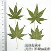 Hoja de Arce Hoja Real Pegatina de Hoja Real Pegatina de Hoja de Flor Real Especimen de Planta Flor Seca Relieve Funda para Teléfono Móvil Marcador de Libros