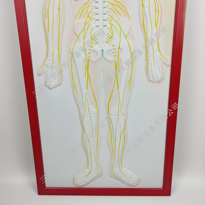 人体神经系统浮雕模型4_副本