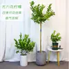 Plantas en Maceta de Limonero Árboles Verdes con Forma de Árbol para Interiores y Exteriores que Dan Fruto en Todas las Estaciones, Plantas Verdes Frutales para Consumo en Patio Balcón