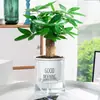 Planta Hidropónica Marianne en Maceta Planta Perenne Verde de Interior Fácil de Cultivar Bambú Rico Sala de Estar Flor de la Suerte para Eliminar Formaldehído