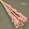 Flor de Fantasia Flor Seca Flor de Anis Estrelado 50g/Pacote Pequeno Buquê Flor Imortal Pacote de Material de Flor DIY Decoração Criativa para o Dia dos Professores