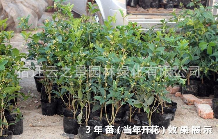 桂花详细15.jpg