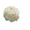 Planta de Semillero de Jazmín Cabeza de Tigre en Maceta Sala de Estar Doble Pétalo Espécimen Antiguo Fragancia Fuerte Gardenia Jiulixiang Planta Fácil de Cultivar en Cuatro Estaciones Planta Verde