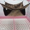 Bolsa de mel musaranho quente camada dupla sanduíche rede pequena rede para animal de estimação pendurado esquilo saco de dormir suprimentos para animais de estimação rede