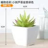 Plástico carnoso de simulación bonsái decoración de oficina escritorio adornos pequeños carnoso accesorios para fotos flores artificiales falsas