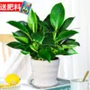 Planta em Vaso de Diamante de Platina, Cesta de Rabanetes Verdes, Planta Verde Hidropônica, Árvore da Fortuna, Flor, Suculenta, Remover Formaldeído do Escritório
