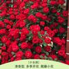 Rosa Grande Muda Flor de Rosa Muda Trepadeira Rosa Floresce em Todas as Estações Flores Extra Grandes Fragrância Forte Planta Trepadeira Rosa Flor de Parede Rosa Planta em Vaso