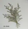 Flor de Encaje Margarita Blanca DIY Cristal Crisantemo Semanal Seco Belleza Hojas en Relieve Planta en Relieve Especimen Flor Seca Terciopelo