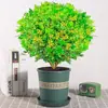Planta de Flor de Milán en Maceta con Capullos, Floreciendo, Fragancia Fuerte, Planta Verde Repelente de Mosquitos para Interior Balcón, Adecuada para Todas las Estaciones
