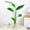 Las Plantas Hidropónicas Ave del Paraíso Son Fáciles de Cultivar y Viven en Todas las Estaciones. Sala de Estar Planta Verde Plantas en Maceta en la Oficina Escritorio Florales Strelitzia Reginae