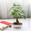 Suministro directo de fábrica de flores artificiales flor artificial árbol rico bonsái decoración interior creativa planta verde artificial planta en maceta de simulación generación de cabello