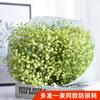 Yunnan Kunming Dounan Céu Estrelado flores secas naturais pesando Jin vendendo buquê grande de sala de estar fresca para decoração de casa frete grátis