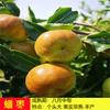 Dropshipping Mudas de Jujuba Vivas Mudas de Abóbora de Jujuba de Inverno Zhanhua Mudas de Árvores Frutíferas Plantadas no Pátio Sul e Norte
