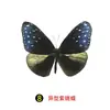 Especímenes Tridimensionales de Mariposas e Insectos Reales para la Educación Científica Infantil en Jardines de Infancia, con Alas Extendidas, Diseño de Estilo Fotográfico 1