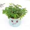 Planta en Maceta Pequeña Mimosa, Planta para Interior Balcón, Sala de Estar, Oficina, Dormitorio Planta Verde, Planta Verde Fácil de Cuidar Todo el Año