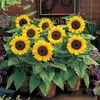 180 Variedades de Sementes de Flores Não Repetitivas, Fáceis de Cultivar em Todas as Estações, Podem Afastar Mosquitos, Adequadas para Varandas Internas e Externas, Distribuição Transfronteiriça
