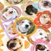 Amante de las Letras Mascota Paquete de Stickers Grandes Abriendo la Puerta Soy Yo Serie Lindo Animal Material de Libro de Mano Paisajismo Collage
